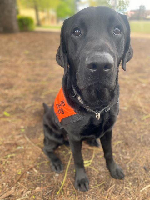 A black Labrador wearing an orange coat is sitting up beneath a tree looking at the camera.