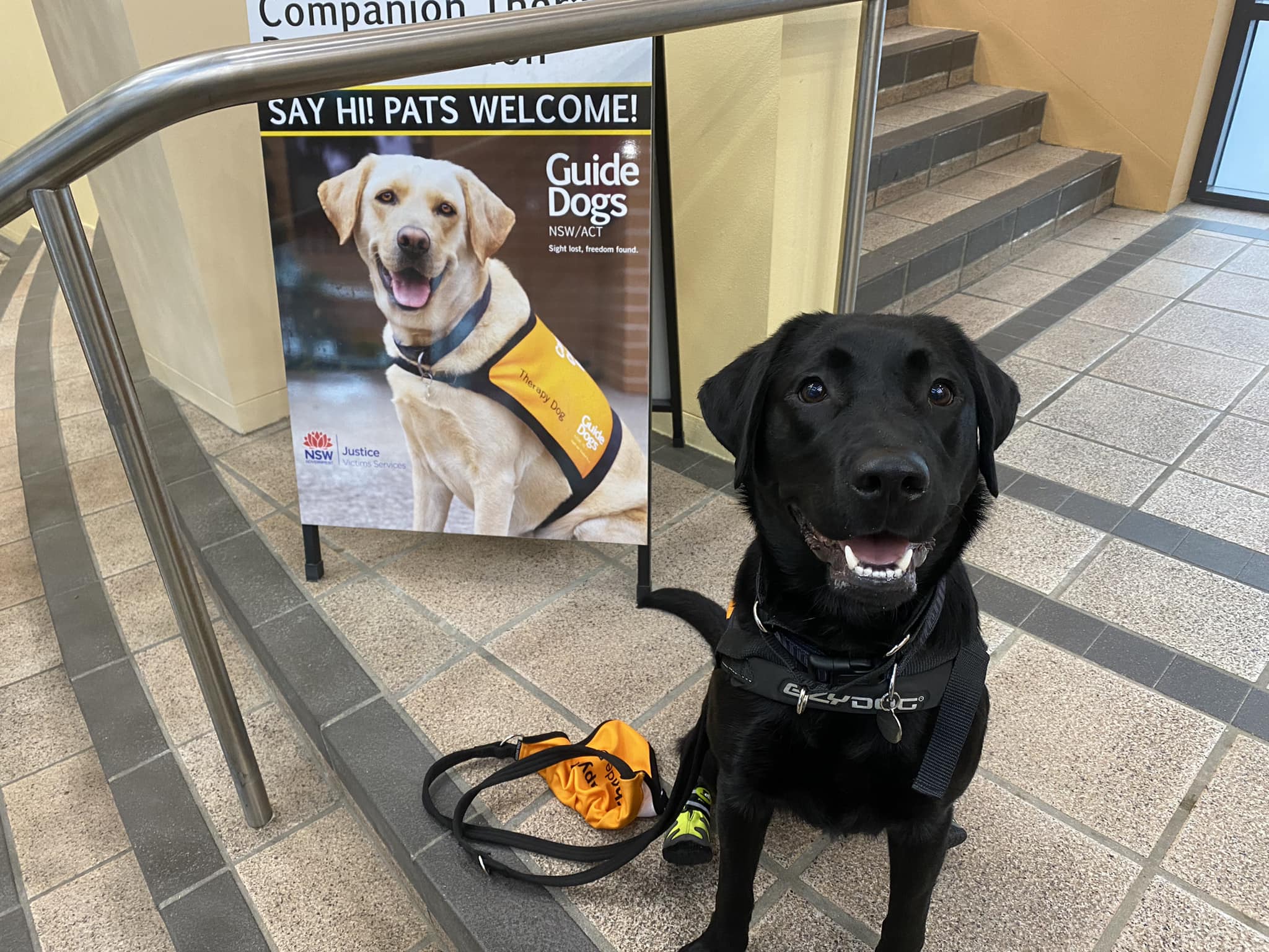 A black Labrador sitting on a step in front of an A-frame sign advertising the Canine Court Companion Program.