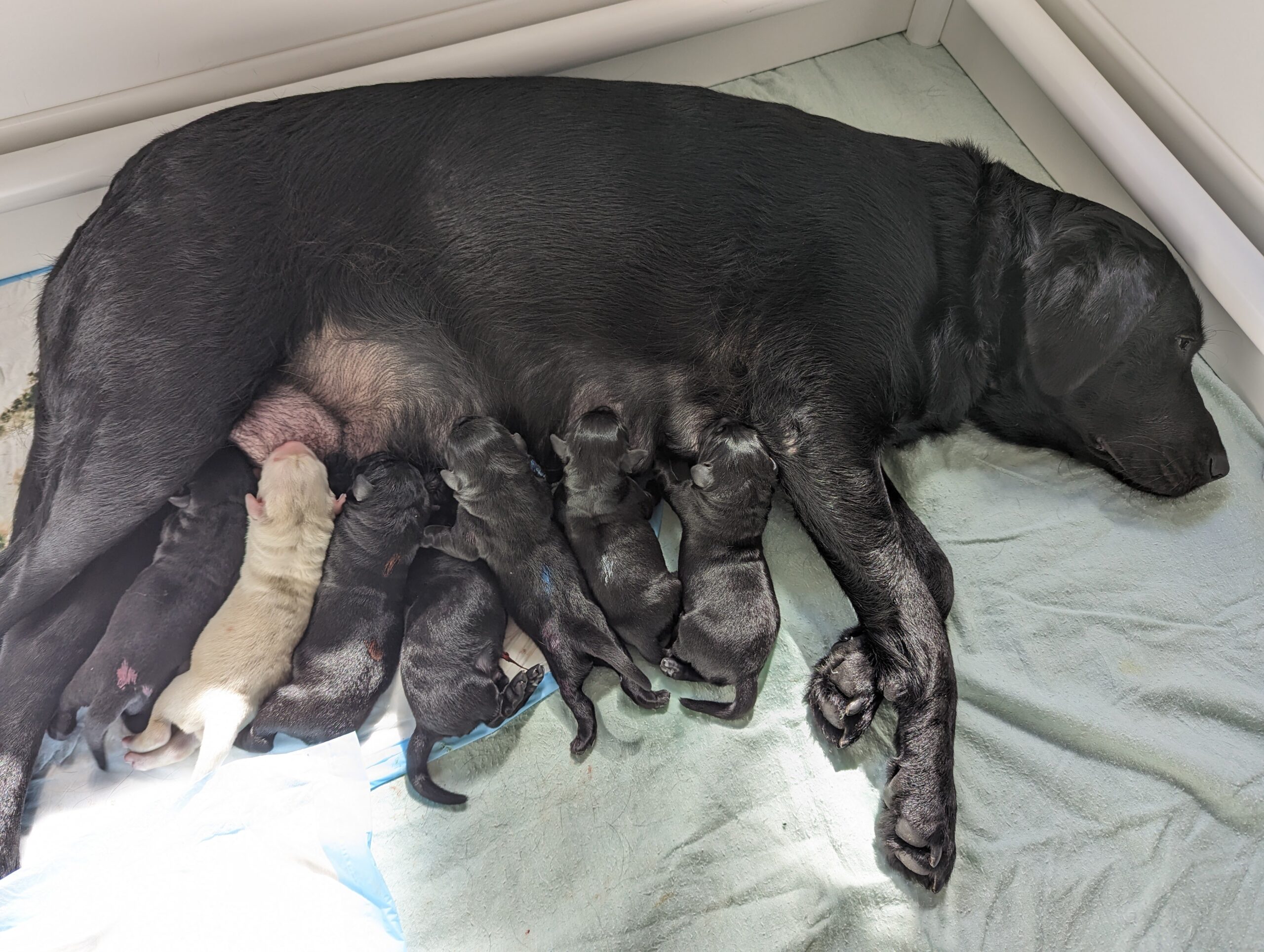 A black Labrador lying on her side feeding her 7 newborn puppies. All but one of the pups is black.