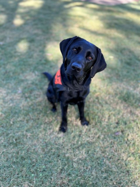 A black Labrador wearing an orange Therapy Dog coat is sitting up on the grass looking inquisitively at the camera.