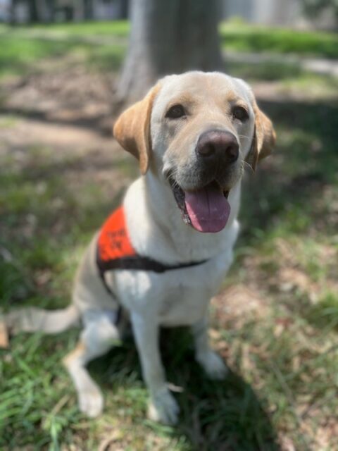 A yellow Labrador wearing an orange coat is sitting up under a tree "smiling" towards the camera.