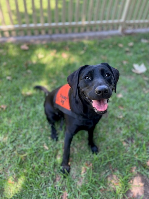 A black Labrador wearing an orange Therapy Dog coat is sitting up on the grass "smiling" at the camera.