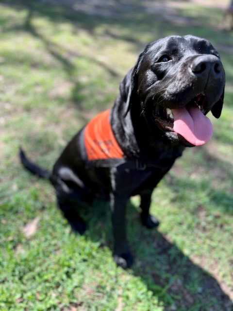 A black Labrador wearing an orange coat is standing up on the grass with its tongue hanging out.