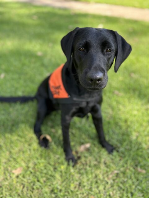 A black Labrador wearing an orange Therapy Dog coat is sitting up on the grass facing the camera.