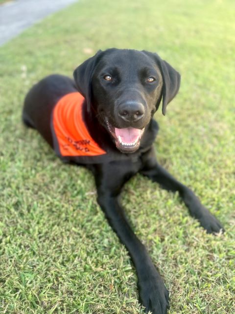 A black Labrador wearing an orange Therapy Dog coat is lying on the grass "smiling" at the camera.