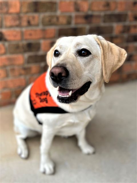 A yellow Labrador wearing an orange Therapy Dog coat is standing in front of a brick wall looking off to her right.