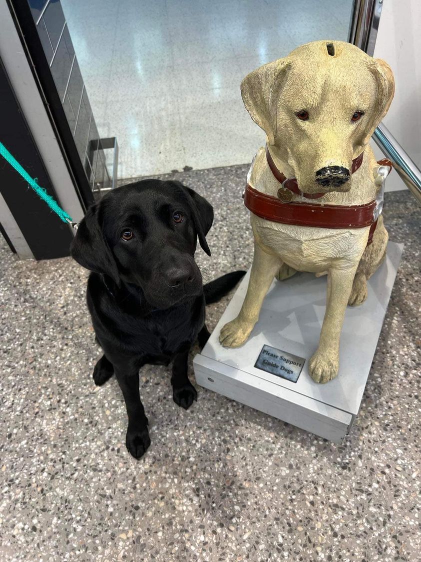 A black Labrador is sitting beside a yellow Guide Dogs collection dog.