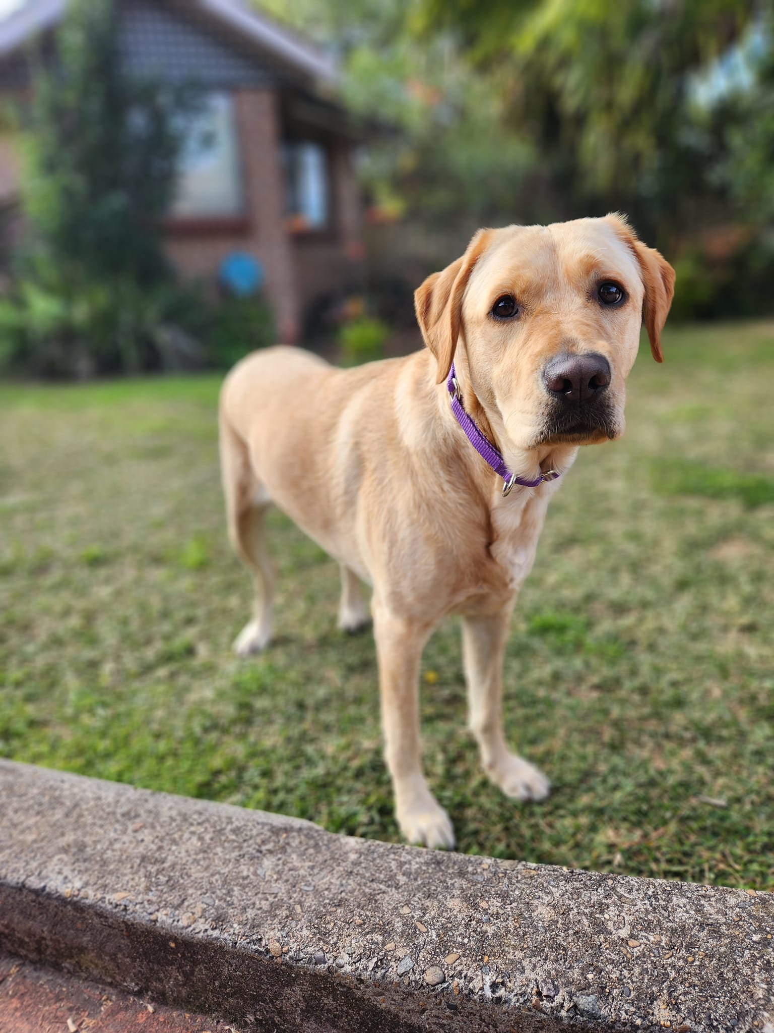 A yellow Labrador is standing on grass looking at the camera.