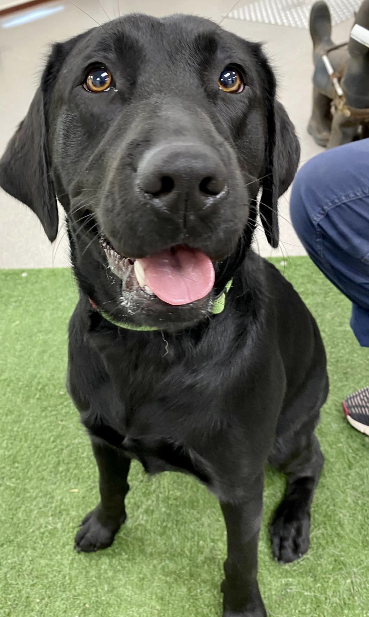 A black Labrador is standing on a patch of artificial grass.