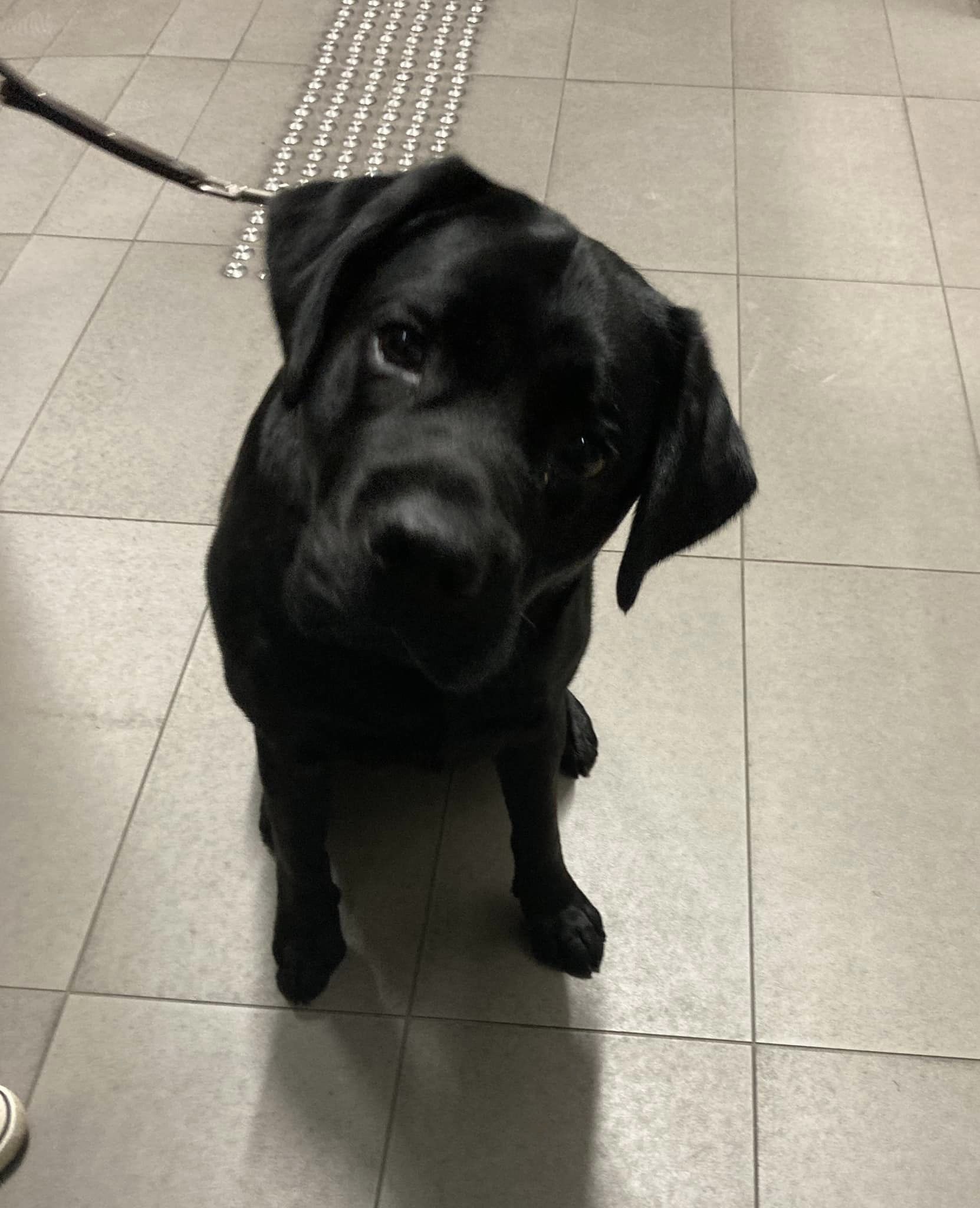 A black Labrador is sittingup on a tiled floor looking at the camera with its head tilted to its left.