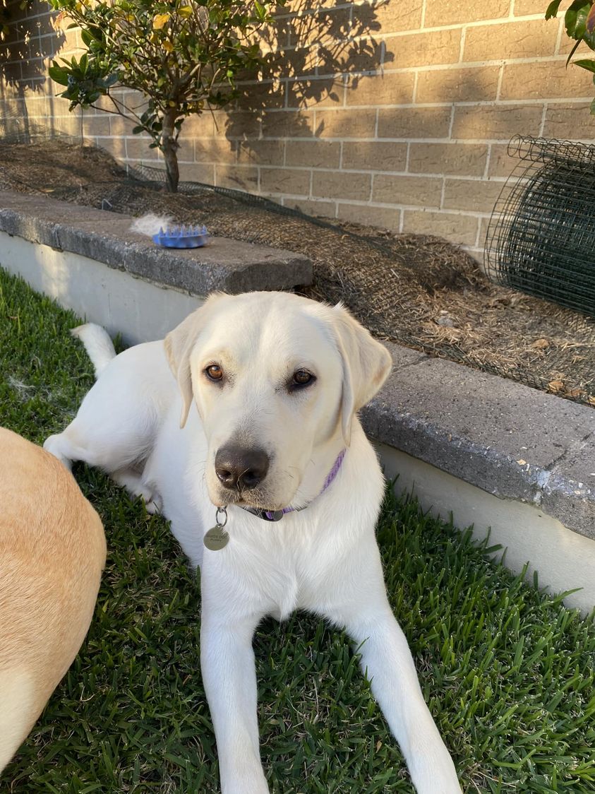 A yellow Labrador is lying on the grass in front of a raised garden bed.