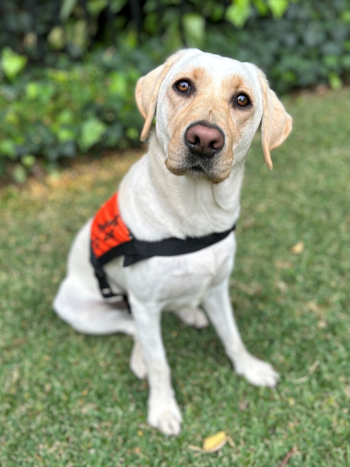 A yellow Labrador wearing an orange coat is sitting up on the grass looking directly at the camera.