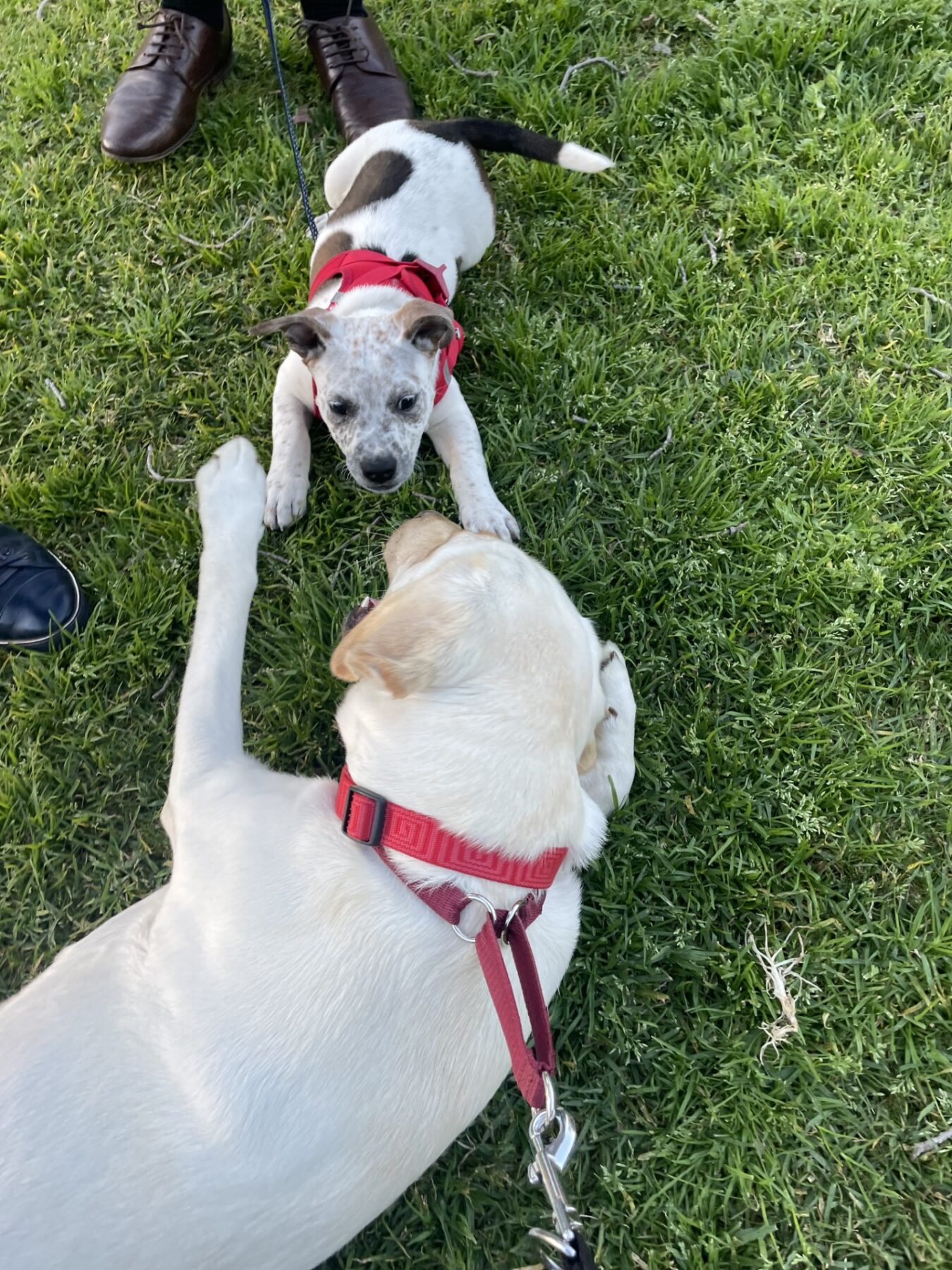 A yellow Labrador is lying on the grass with its paw extended towards a Staffy pup.