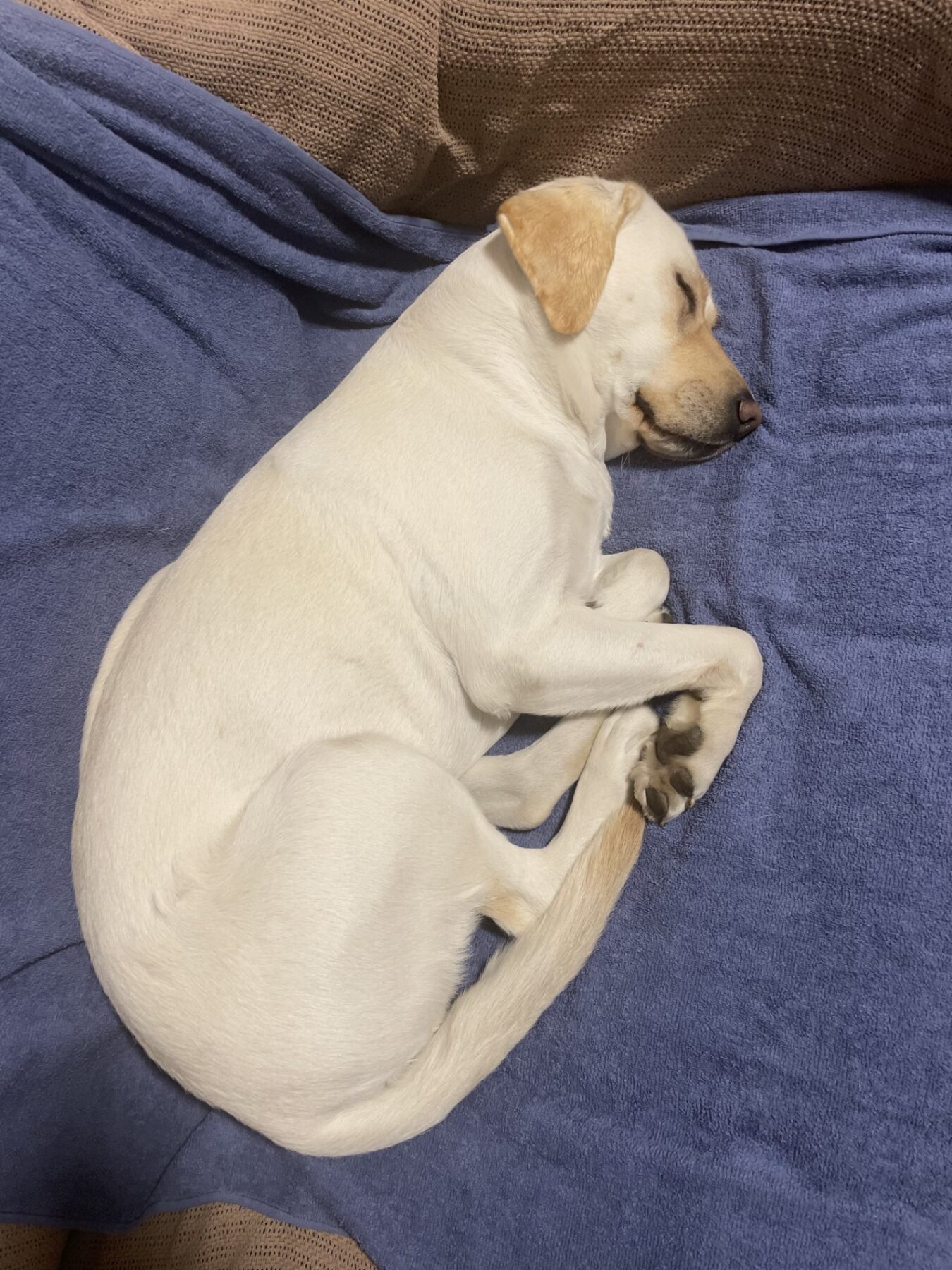 A sleeping yellow Labrador is curled up on a blue blanket.