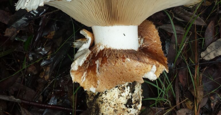 Mushroom Alert