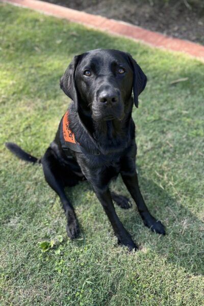 A black Labrador wearing an orange Therapy Dog coat is sitting up on the grass looking at the camera.