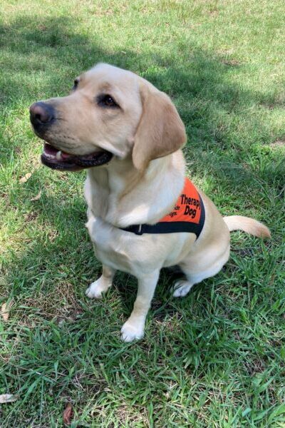 A yellow Labrador wearing an orange Therapy Dog coat is sitting up on the grass looking to the left of the camera.