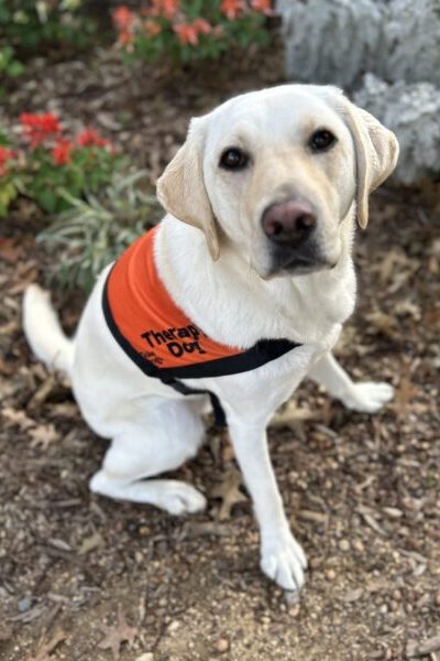 A yellow Labrador wearing an orange Therapy Dog coat is sitting up in a garden looking at the camera.