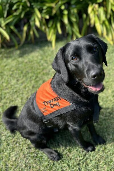 A black Labrador wearing an orange Therapy Dog coat is sitting up on the grass "smiling" at the camera.