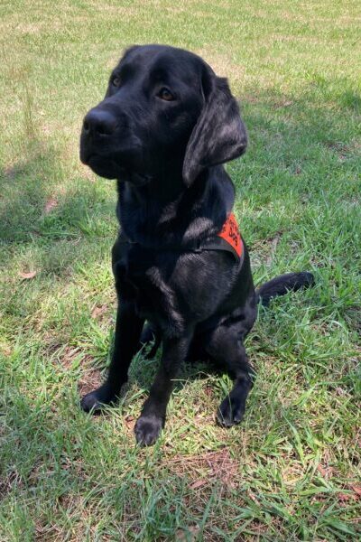 A black Labrador wearing an orange Therapy Dog coat is sitting up on the grass looking into the distance.