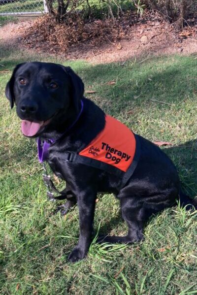 A black Labrador wearing an orange Therapy Dog coat is sitting up on the grass looking at the camera.