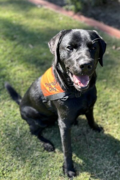 A black Labrador wearing an orange Therapy Dog coat is sitting up on the grass "smiling" at the camera.