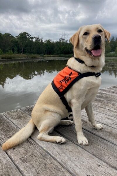 A yellow Labrador wearing an orange Therapy Dog coat is sitting up on a wooden deck in front of a lake.