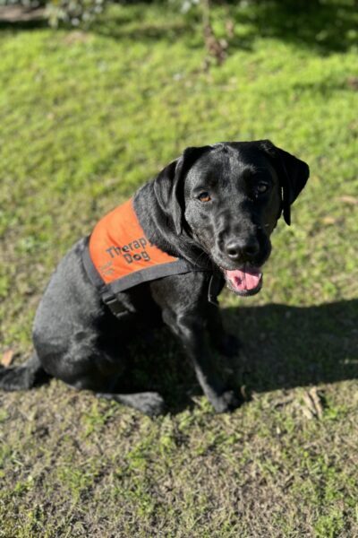 A black Labrador wearing an orange Therapy Dog coat is sitting up on the grass looking at the camera.