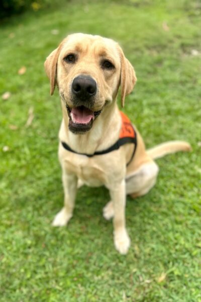 A yellow Labrador wearing an orange Therapy Dog coat is sitting up ion the grass looking at the camera.