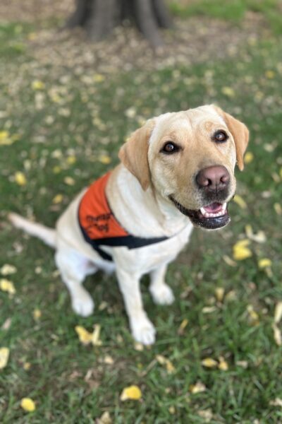 A black Labrador wearing an orange Therapy Dog coat is sitting up on the grass "smiling" at the camera.