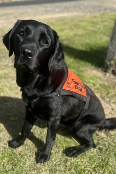 A yellow Labrador wearing an orange Therapy Dog coat is sitting up ion the grass looking at the camera.