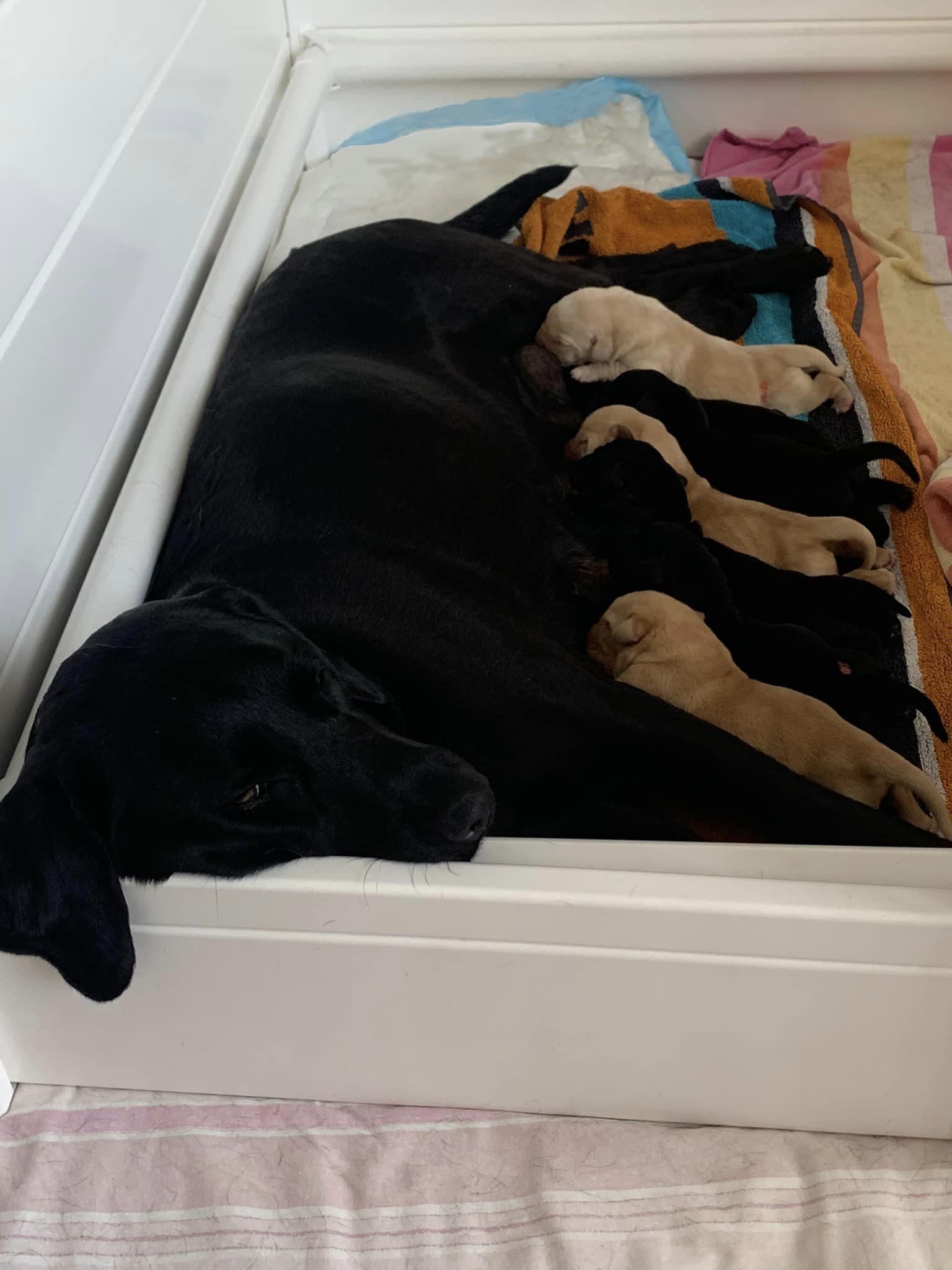 A black Labrador is lying inside a whelping pen feeding her 8 newborn puppies.