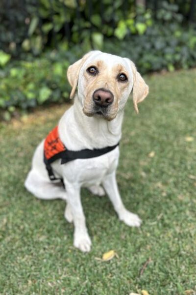 A yellow Labrador wearing an orange Therapy Dog coat is sitting up on the grass looking inquisitively at the camera.