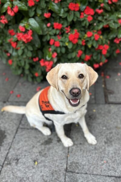 A yellow Labrador wearing an orange Therapy Dog coat is sitting up on pavers in front of a garden bed, "smiling" at the camera.