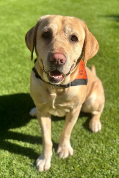 A yellow Labrador wearing an orange Therapy Dog coat is sitting up on grass, "smiling" at the camera.