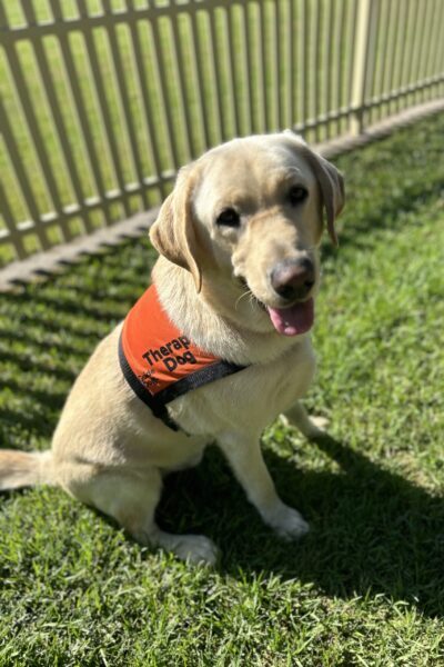 A yellow Labrador wearing an orange Therapy Dog coat is sitting up on the grass in front of a metal fence, "smiling" at the camera.