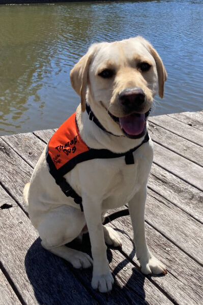 A yellow Labrador wearing an orange Therapy Dog coat is sitting up ion a wooden deck in front of a lake.