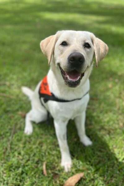 A yellow Labrador wearing an orange Therapy Dog coat is sitting up on the grass "smiling" at the camera.