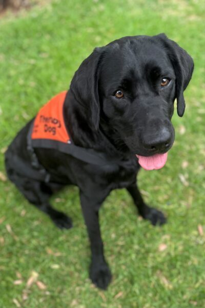 A black Labrador wearing an orange Therapy Dog coat is sitting up on the grass "smiling" at the camera.