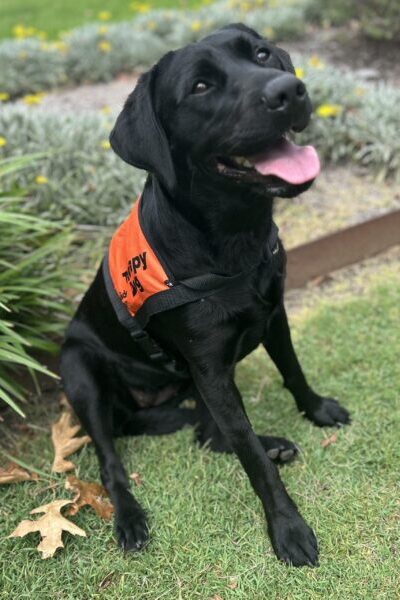 A black Labrador wearing an orange Therapy Dog coat is sitting up on the grass looking into the distance.