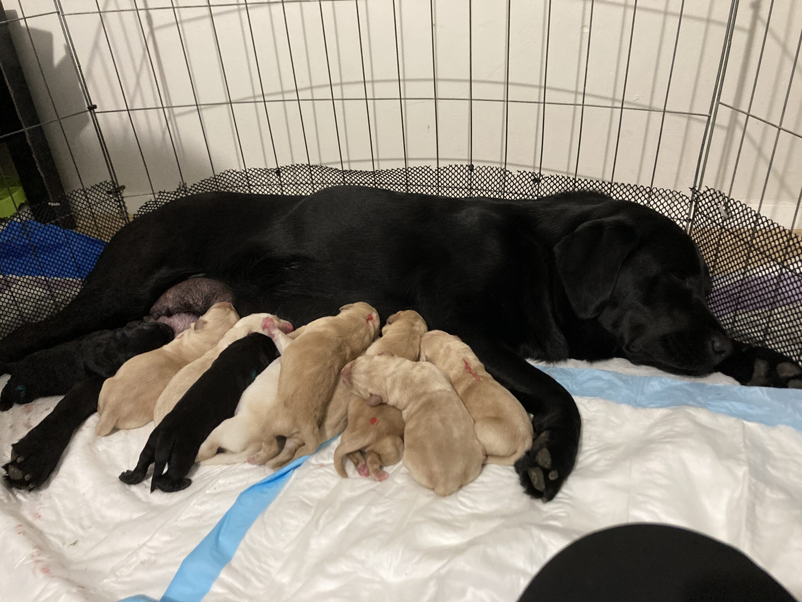 A black Labrador lying inside a pen feeding her 10 newborn puppies.