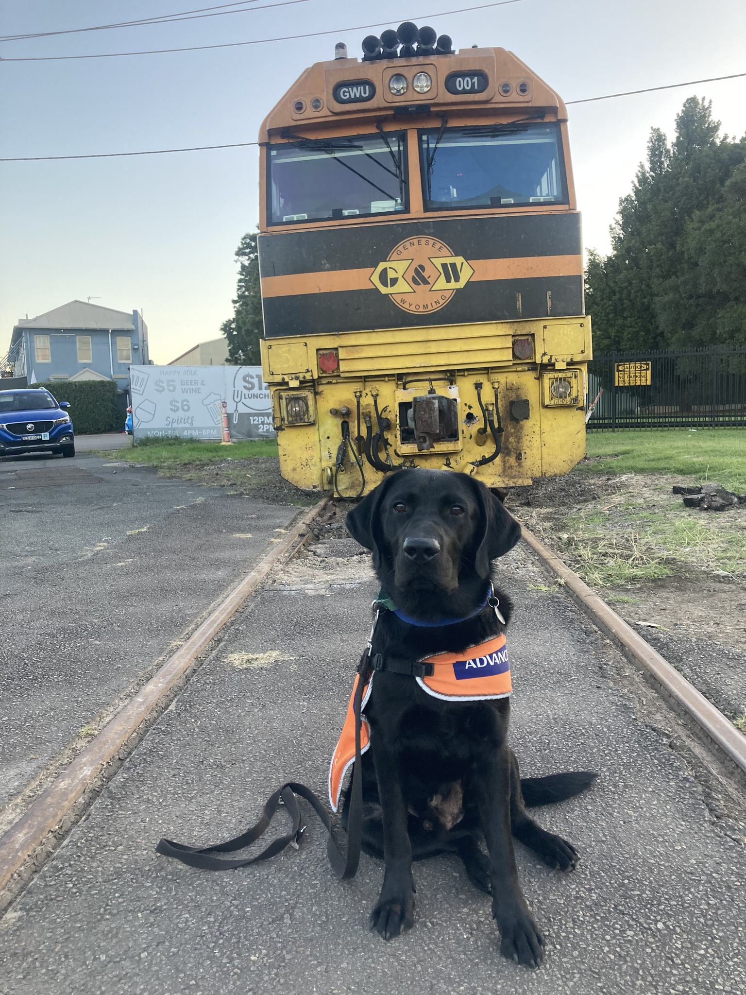 An adult black Labrador in an orange coat sitting up in front of an old tram.