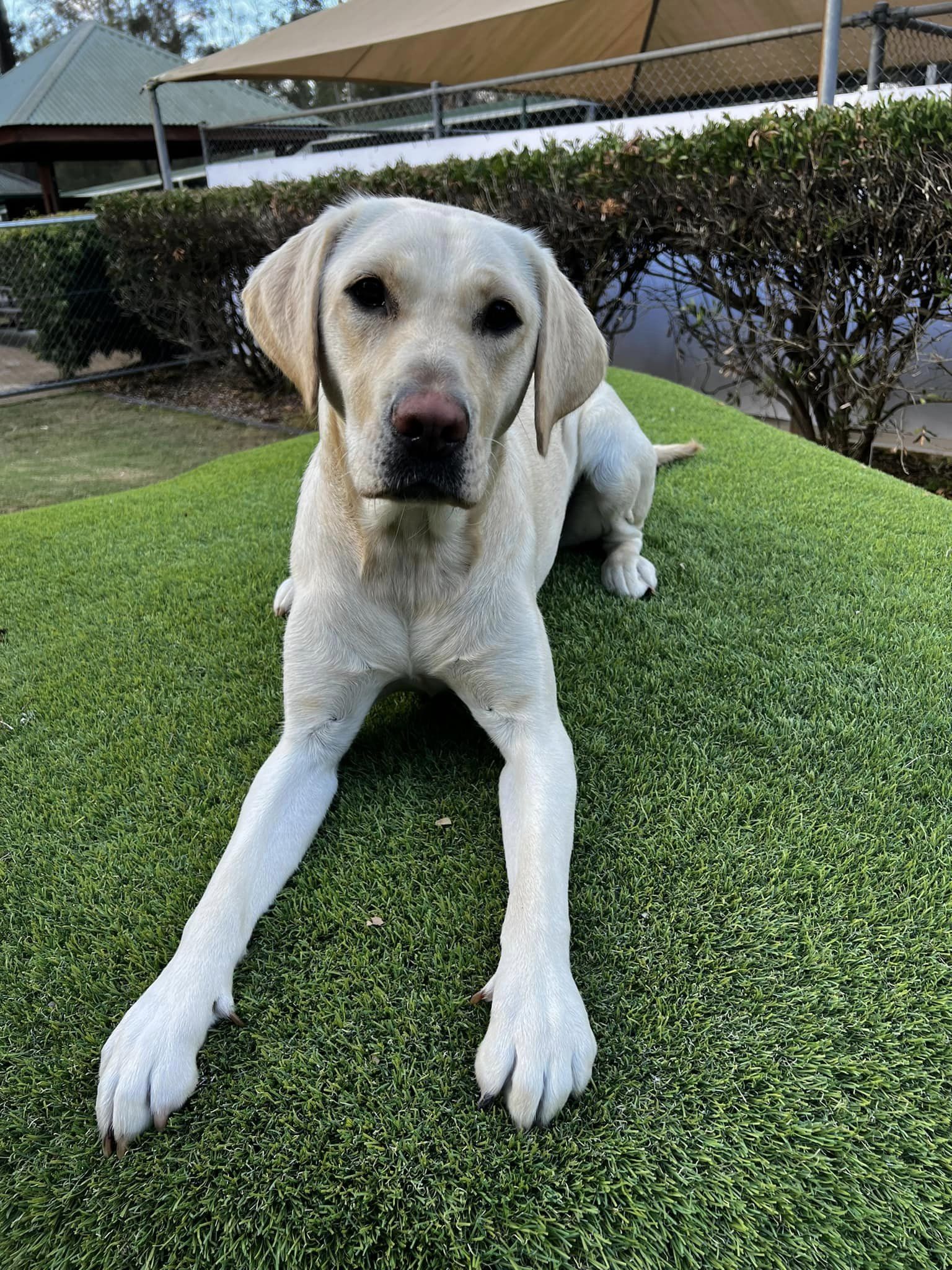 A yellow adult Labrador lying on the grass in front of a hedge.