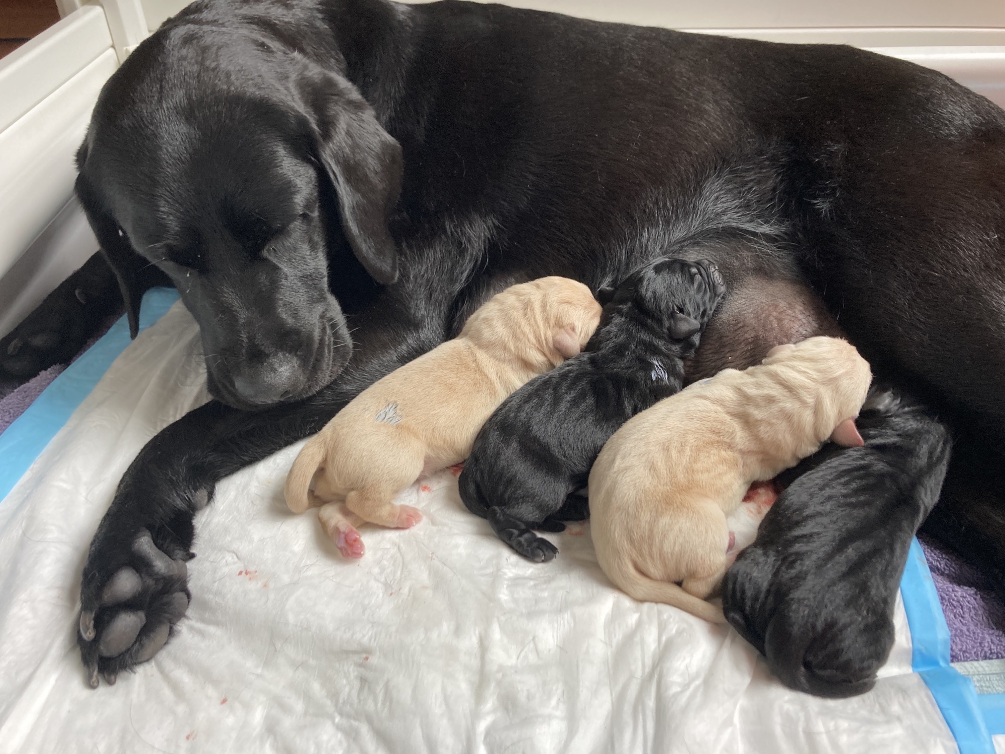 A black Labrador lying inside a pen feeding her newborn pups. She is resting her head on a towel in the gate opening. 