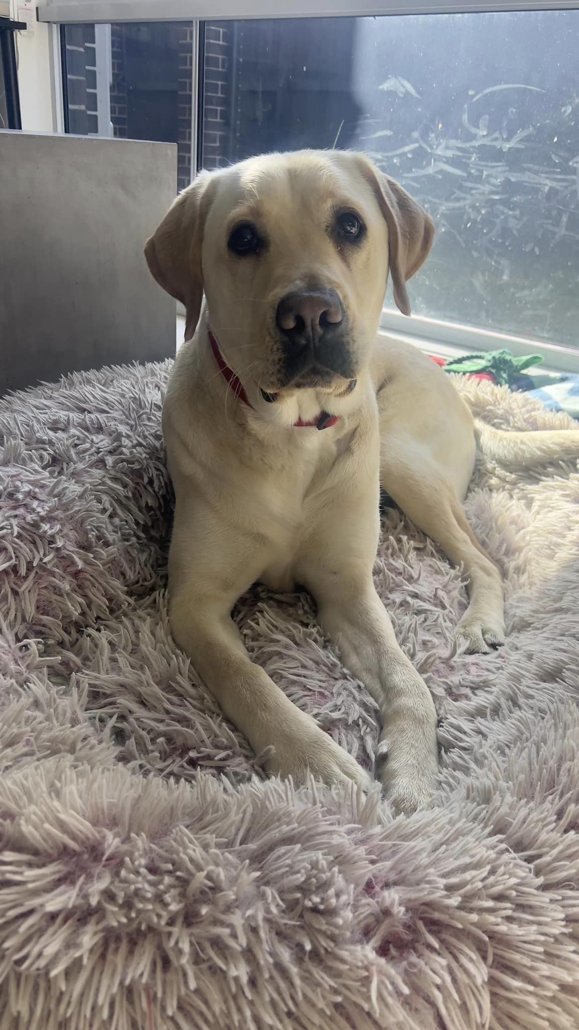 A yellow Labrador lying on a fluffy bed looking directly at the camera.