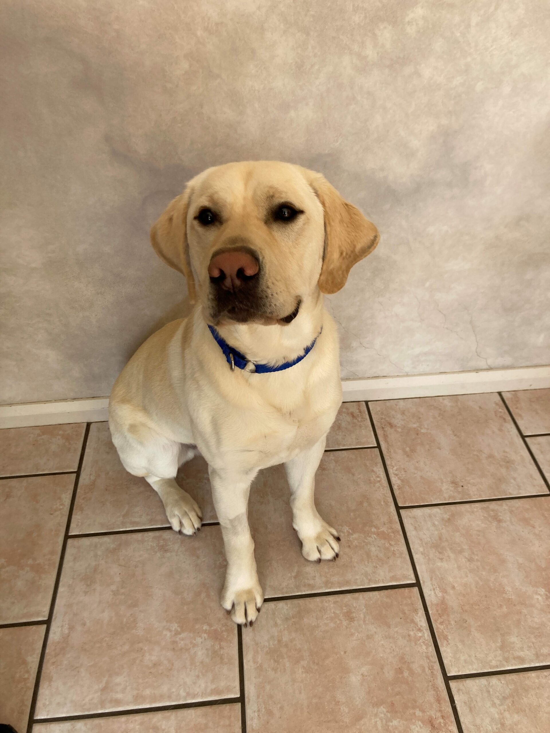 A yellow Labrador sitting up on a tiled floor.