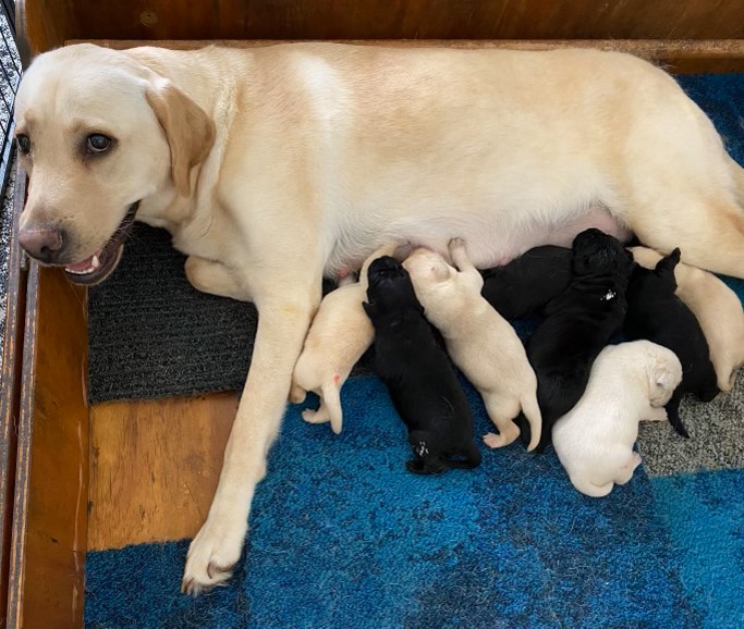 A yellow Labrador lying inside a pen feeding her 6 newborn puppies.