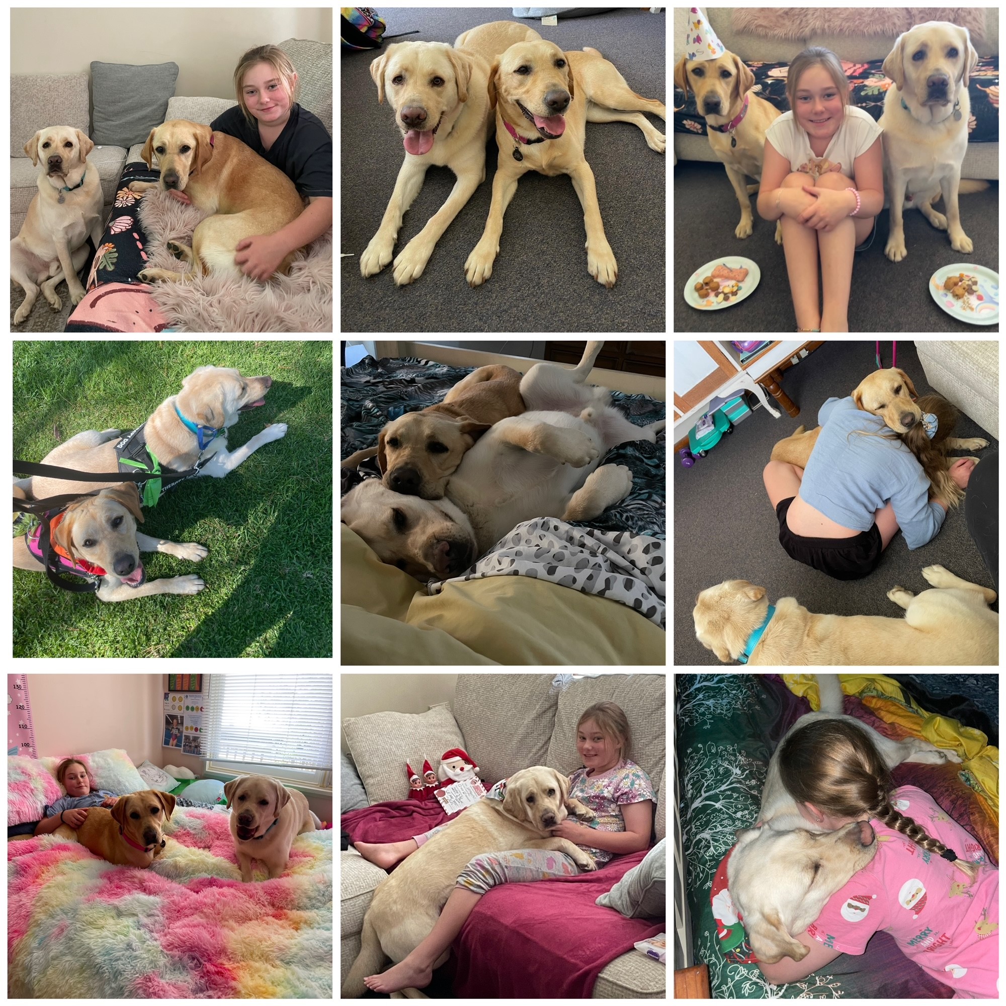 A collage of 9 images of a young girl with yellow Labradors.