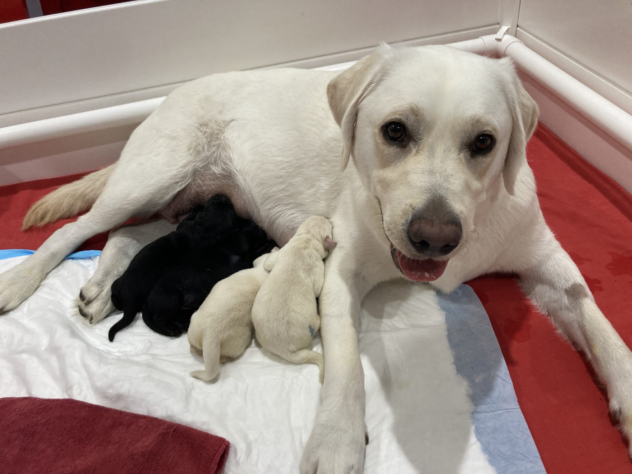 A yellow Labrador lying inside a whelping pen with her 4 newborn puppies.