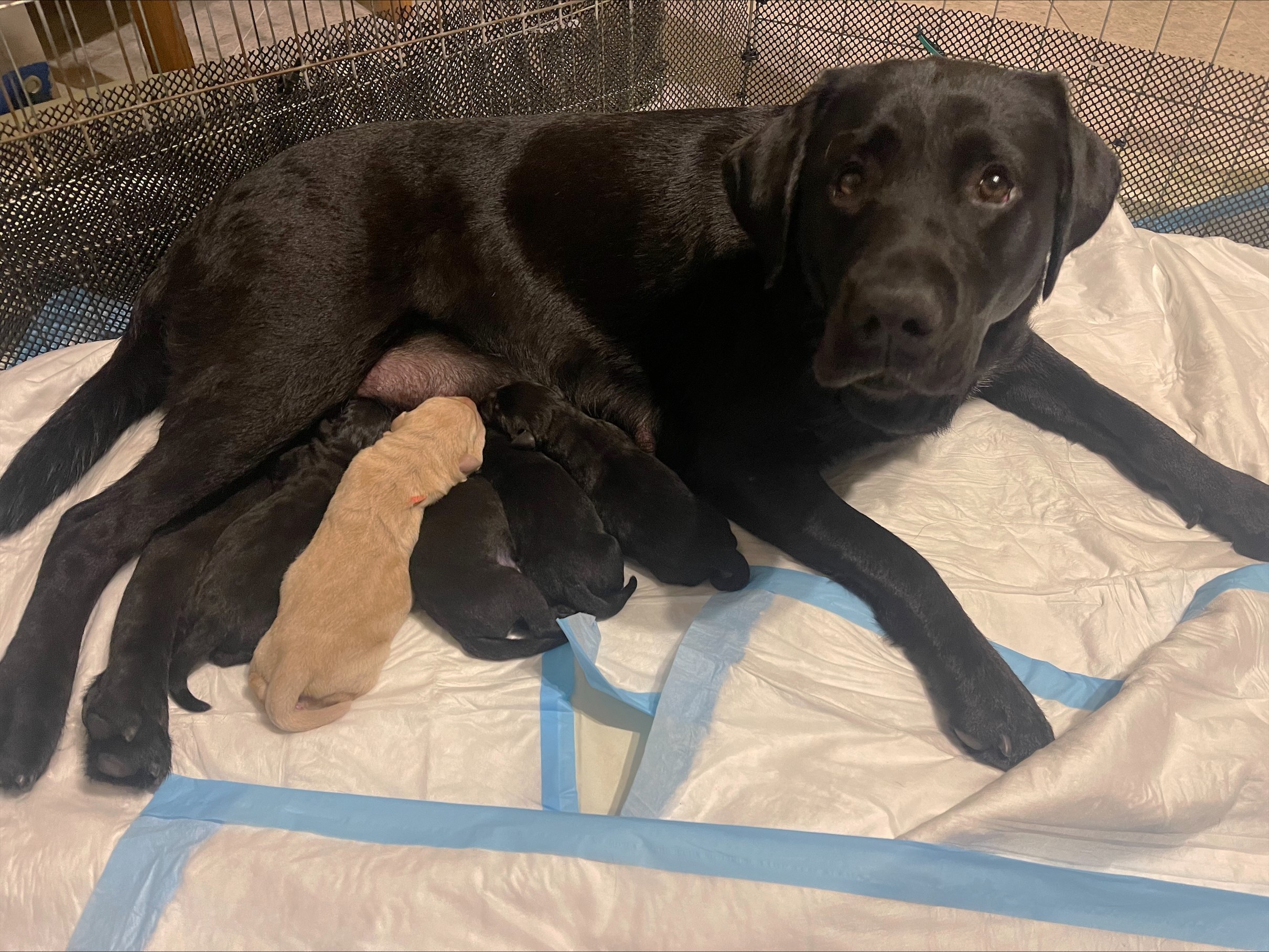 A black Labrador lying inside a whelping box with her 5 newborn puppies.